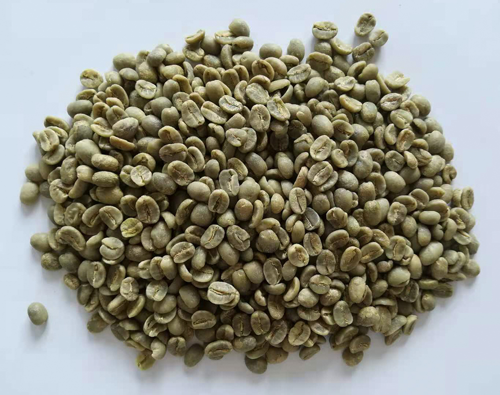 莫雷利亞莊園 生豆圖.jpg